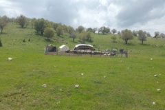 عکس‌های مرتع