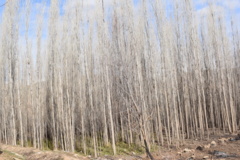 عکس‌های جنگل