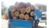 کشف چوب قاچاق در شهرستان بویین زهرا