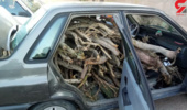کشف 40 اصله چوب درخت تاغ جنگل تاغزار فتح آباد بوئین زهرا