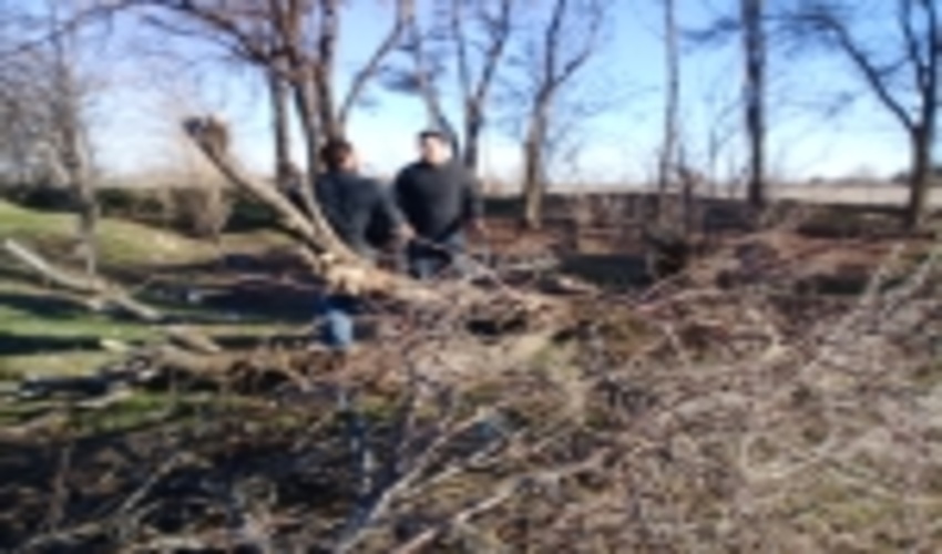 عوامل قاچاق چوب درختان تاکستان دستگیر شدند