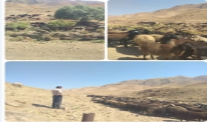 رفع تصرف از اراضی ملی شهرستان آبیک