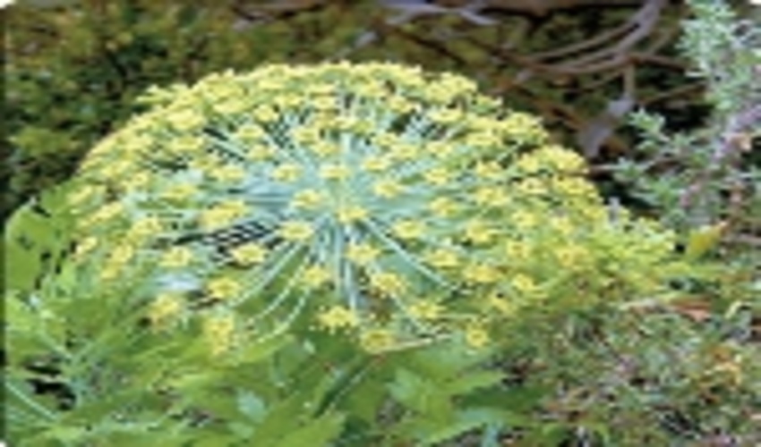 آغاز برداشت بذر گیاهان دارویی شهرستان آوج