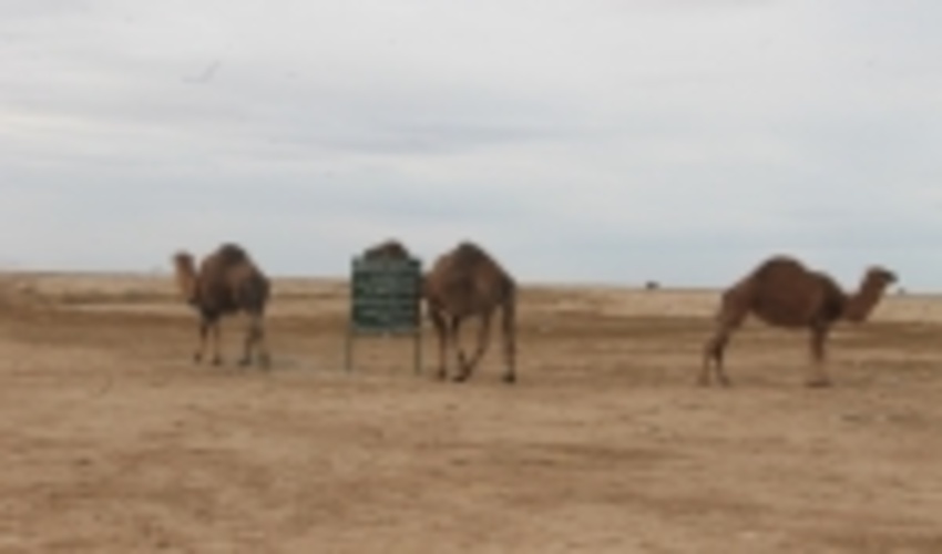 برخورد جدی با دام داران غیرمجاز
