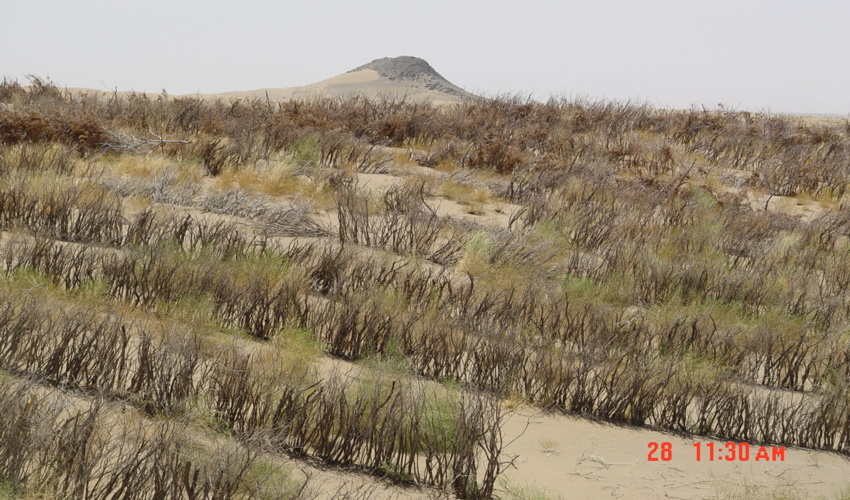 طرح زراعت چوب در استان قزوین اجرایی می شود