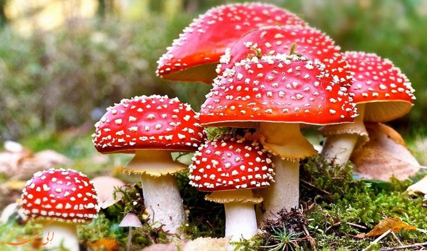 پویش ملی"ایرانی سرسبز"با مشارکت شرکت هفت الماس