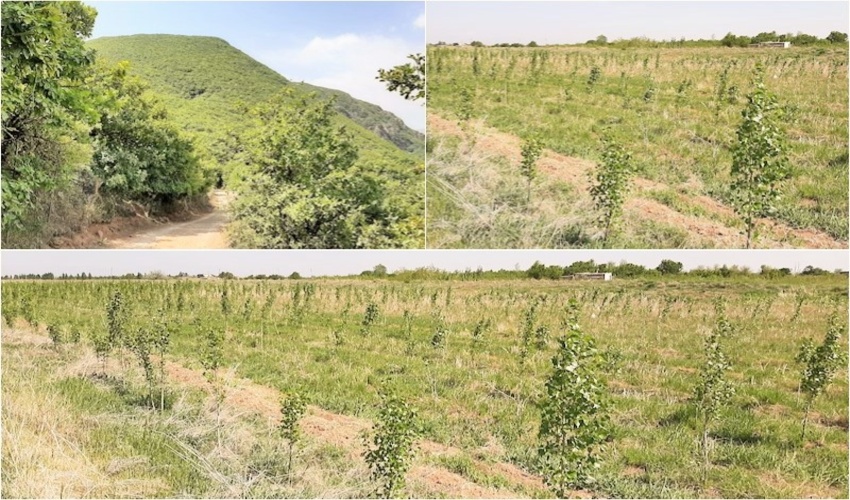 آغاز تولید نهال جنگلی ، جنگلی مثمر، گونه های فضای سبز و زراعت چوب در نهالستان سُبحان