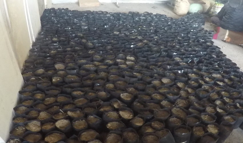 مشارکت آموزش و پرورش در طرح مردمی کاشت یک میلیارد درخت