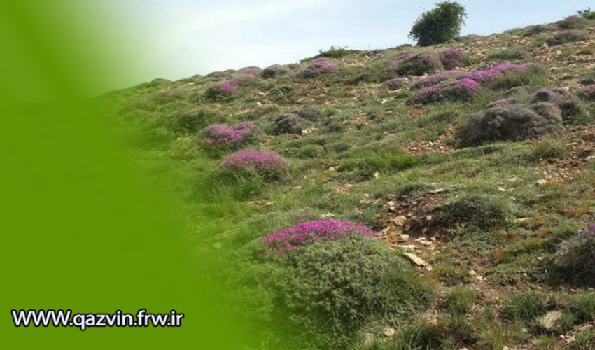 تهیه طرح مرتعداری برای 564 هزار هکتار از عرصه های مرتعی استان