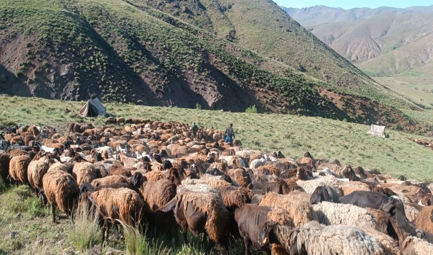  اخراج بیش از ۱۰۰۰۰ رأس دام غیر مجاز از مراتع شهرستان قزوین 