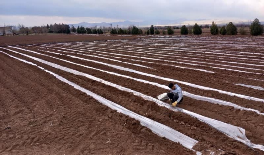 شروع عملیات قلمه گیری و کاشت قلمه درنهالستان سبحان  