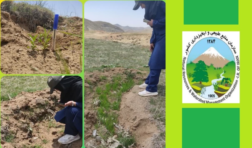 پروژه بیومکانیک روستای میزوج در سال اول رویش 90 درصد موفق بوده است 