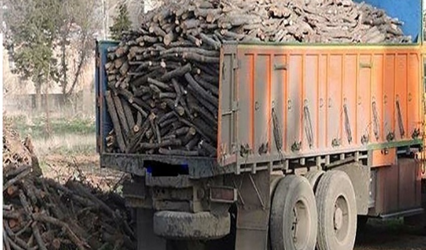 کشف ۷۵تن چوب قاچاق در قزوین