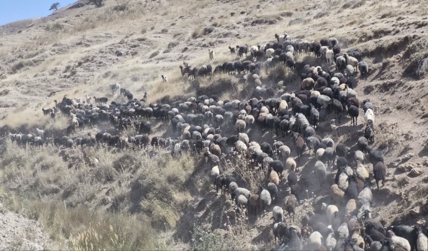 برخورد با دامدارمتخلف در مزرعه خراس 