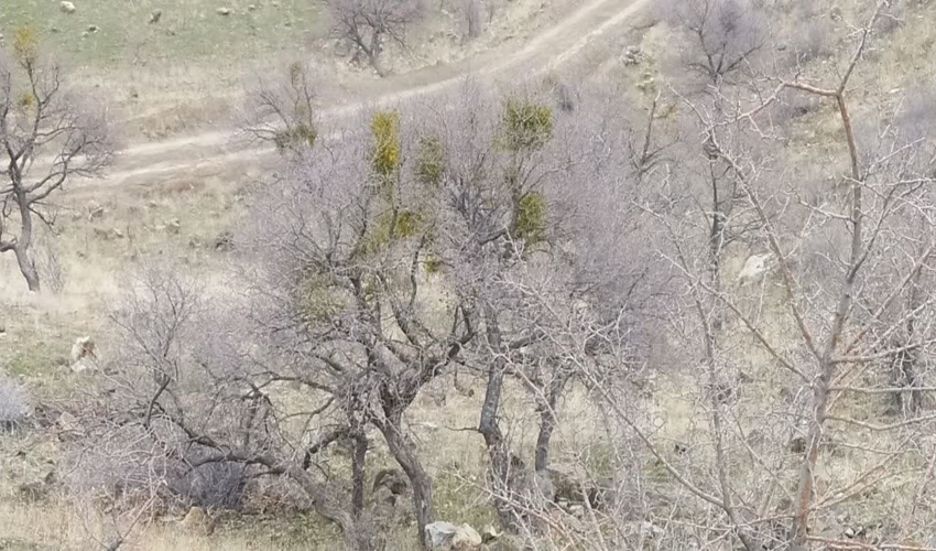 مبارزه با انگل دارواش در شهرستان قزوین