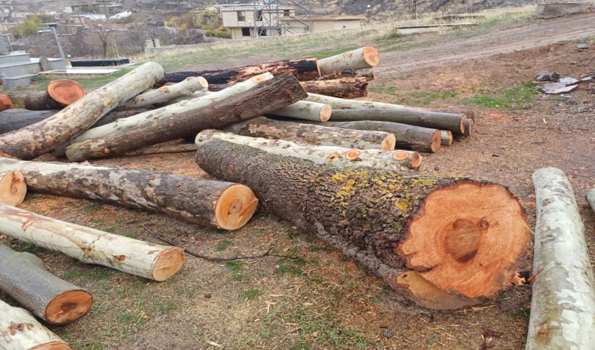 کشف دو محموله چوب قاچاق در شهرستان قزوین