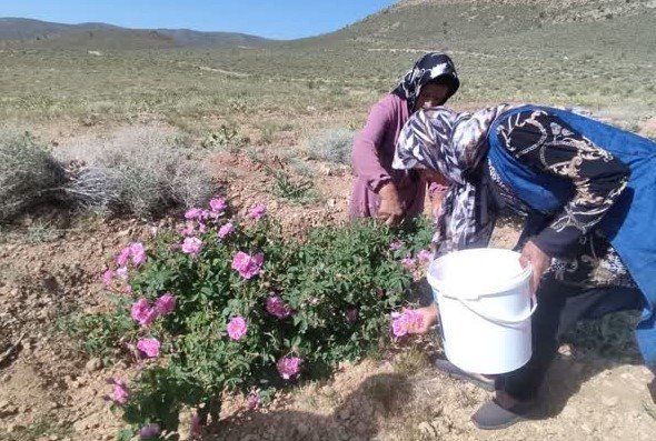 برداشت گل محمدی از مزارع روستاهای محدوده طرح ترسیب کربن در شهرستان های خاتم و مروست